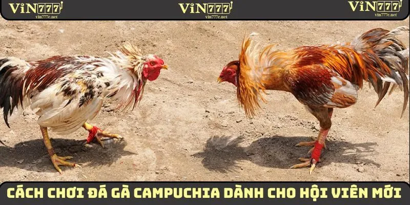 Cách chơi đá gà Campuchia 2025